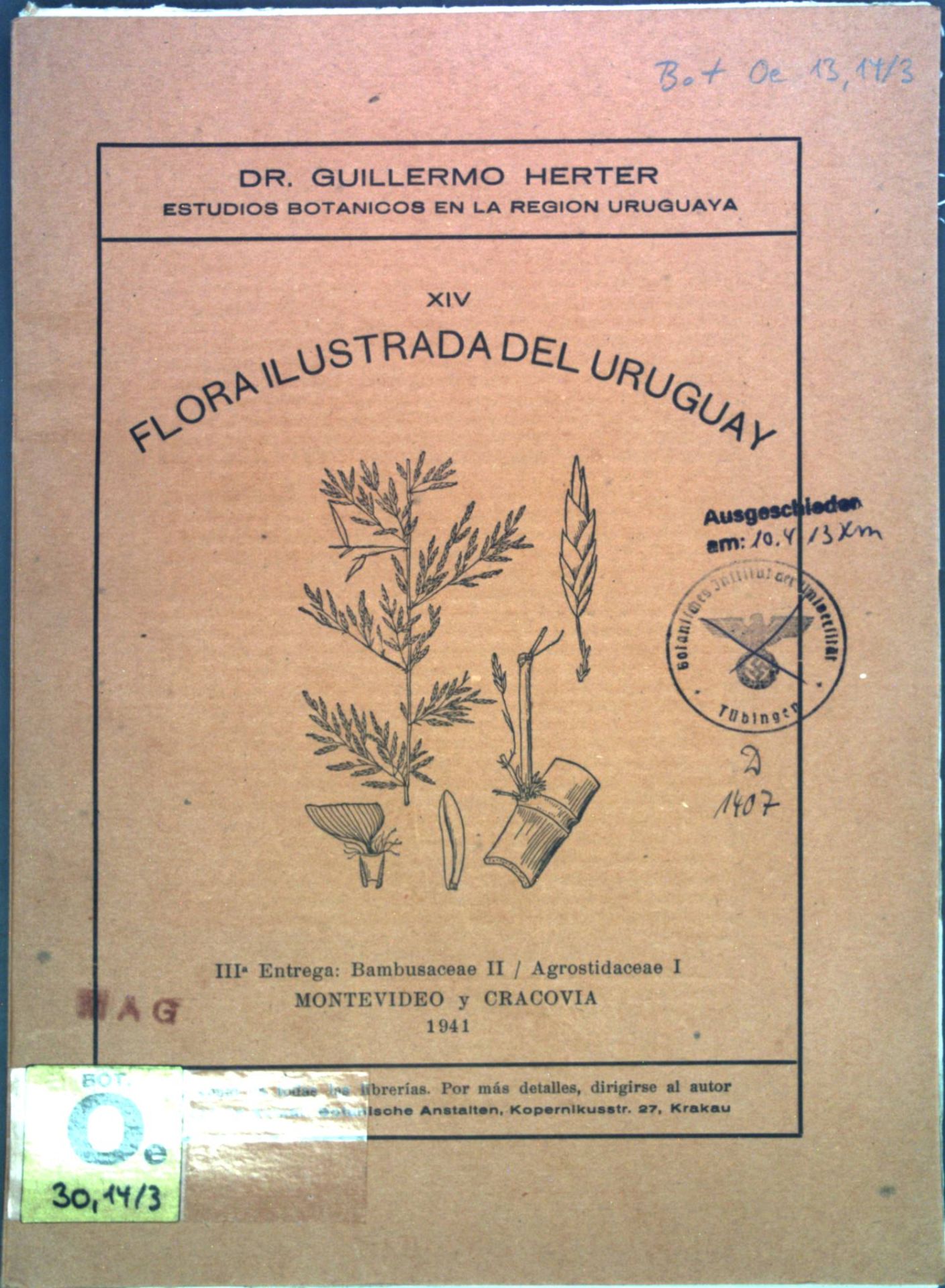 III Entrega: Bambusaceae II / Agrostidaceae I
