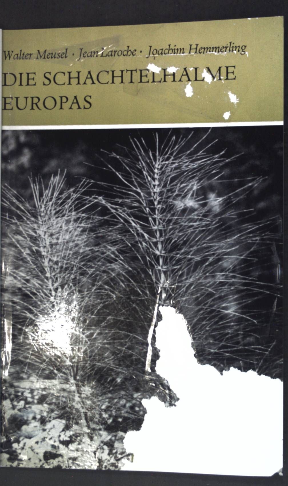 Die Schachtelhalme Europas