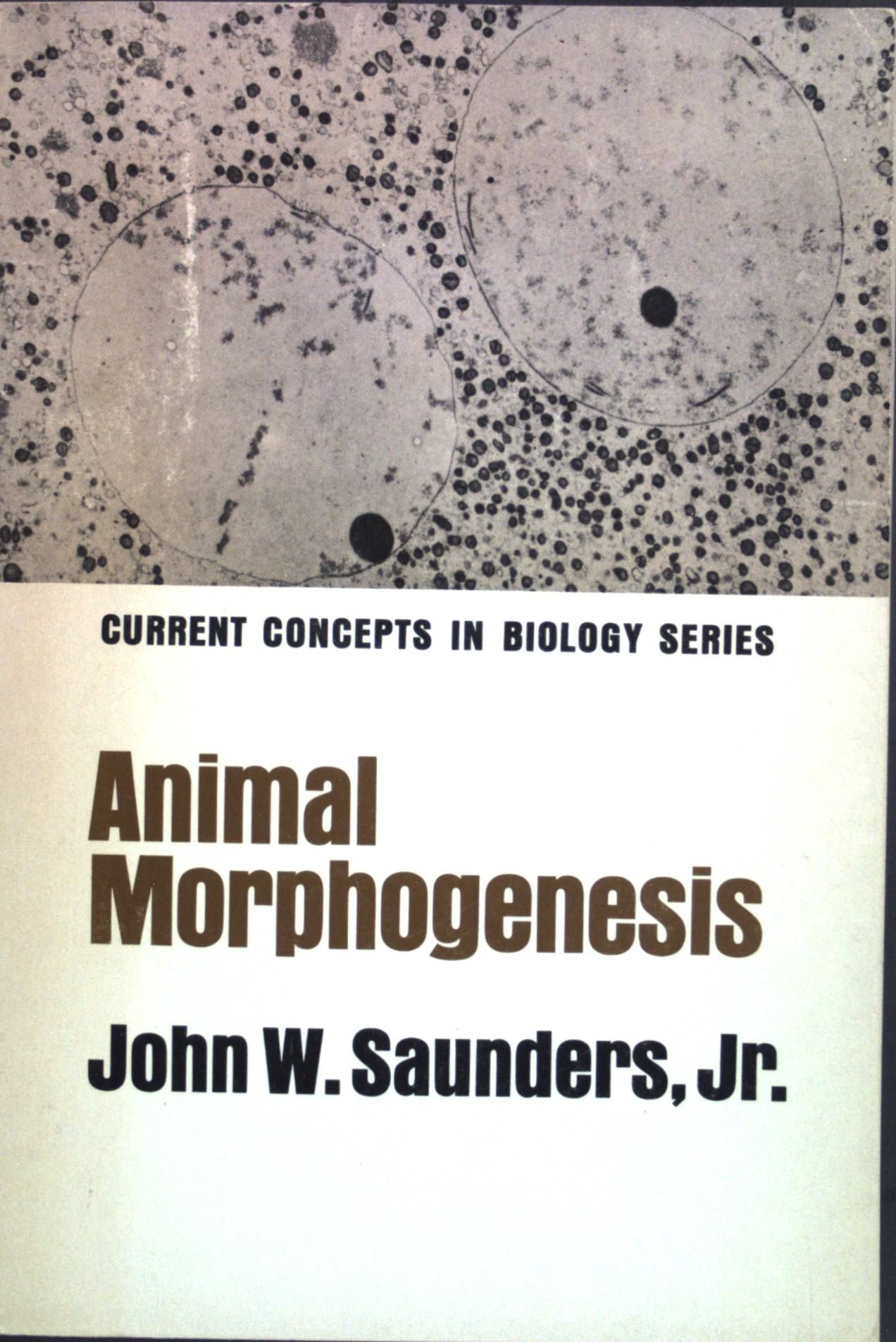 Animal morphogenesis