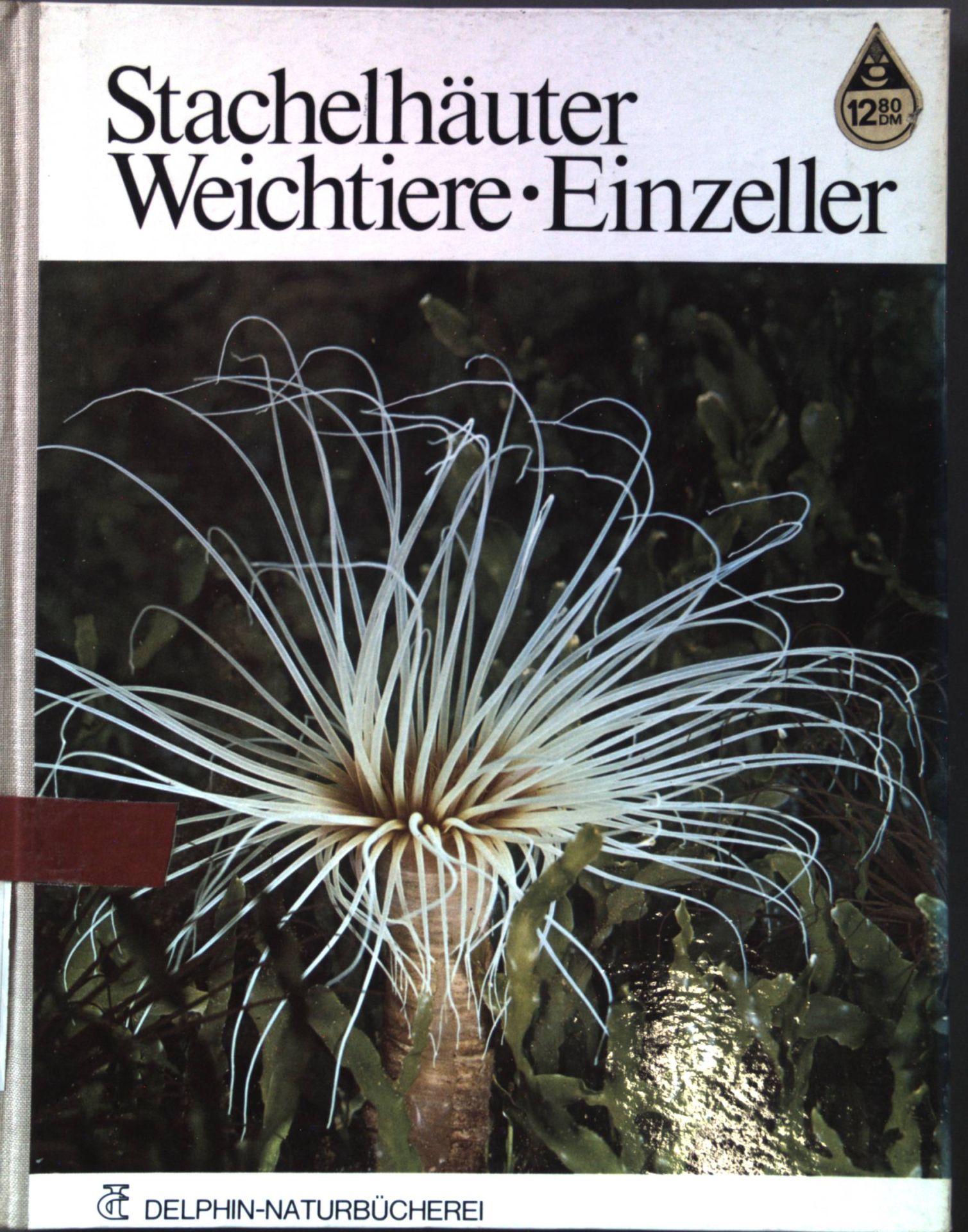 Stachelhäuter, Weichtiere, Einzeller