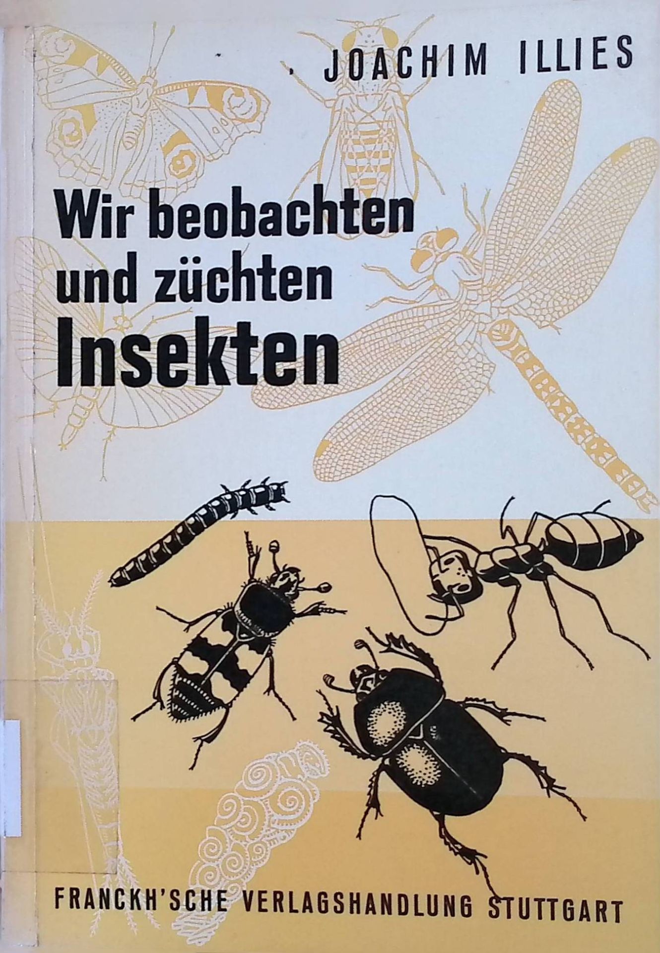 Wir beobachten und züchten Insekten
