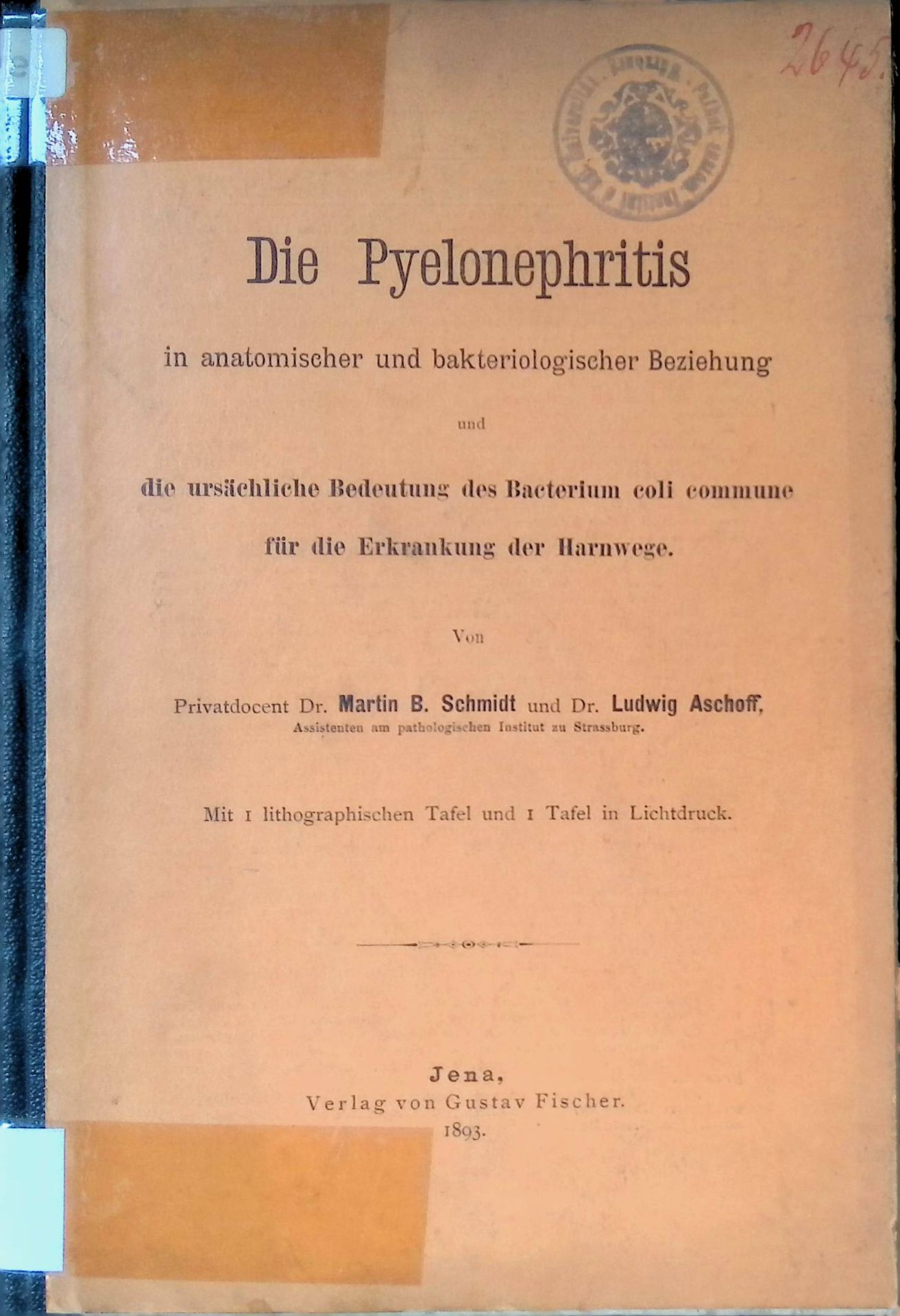 Die Pyelonephritis in anatomischer und bakteriologischer Beziehung : und die ursächliche Bedeutung des Bacterium coli commune für die Erkrankungen der Harnwege